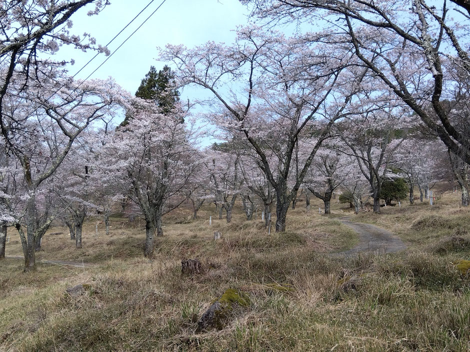 丹治桜公園