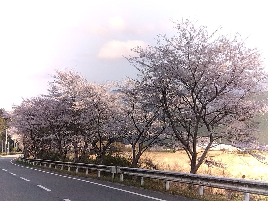 杉原川沿い（加美区豊部付近）の桜