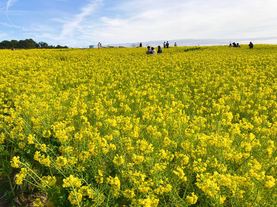 愛知牧場の丘に広がる季節の花畑。12月中旬から4月中旬までは菜の花畑のシーズン