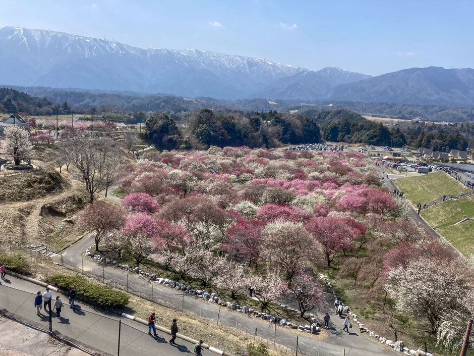 2026年の梅まつり期間は2/21(土)〜3/20(金・祝)の予定。※写真は全ての昨年3/22(土)に撮影したもの