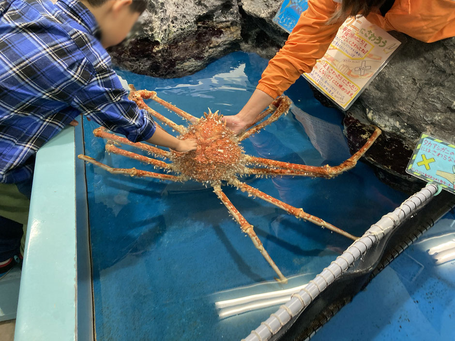 タカアシガニやオオグソクムシなどに触れられる「さわりんプール」も健在。レアな体験をできるのも竹島水族館の魅力