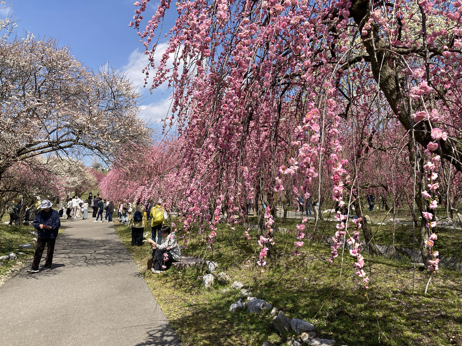 梅の名所として有名ないなべ市農業公園の梅林。まだ寒いけれど、散策しているとすっかり春の気分に・・・