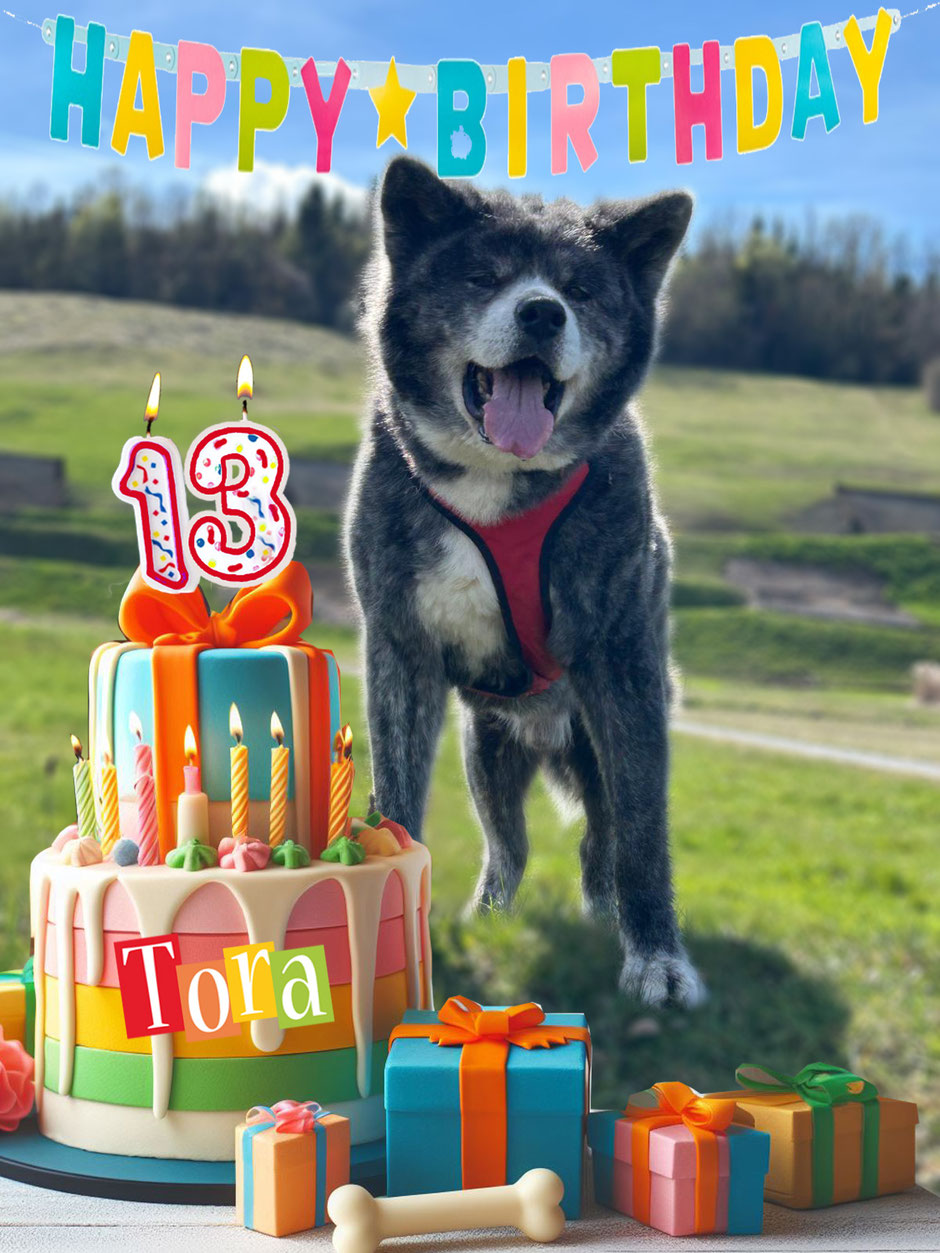 Happy Birthday Tora Akita