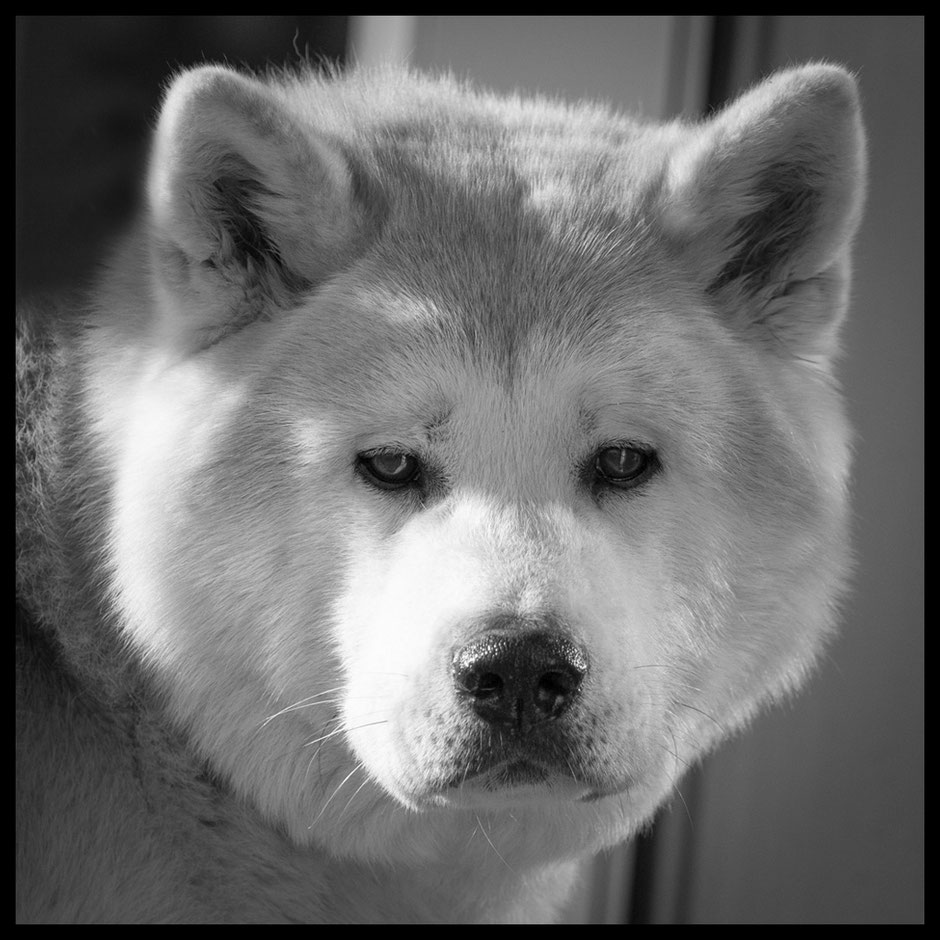 Akita Akakuma of Büt Yama