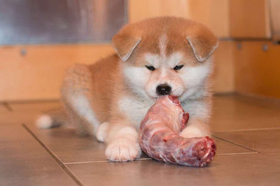 BARF Beratung Akita Welpe mit Trutenhals