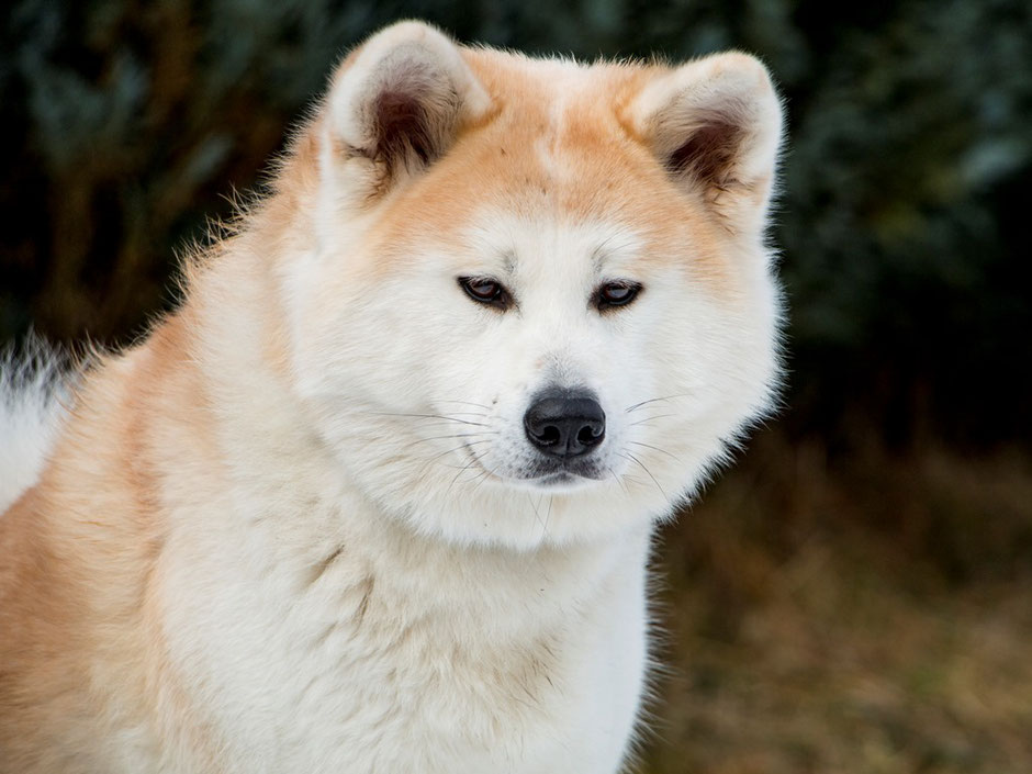 Akita Ginji Do of Büt Yama
