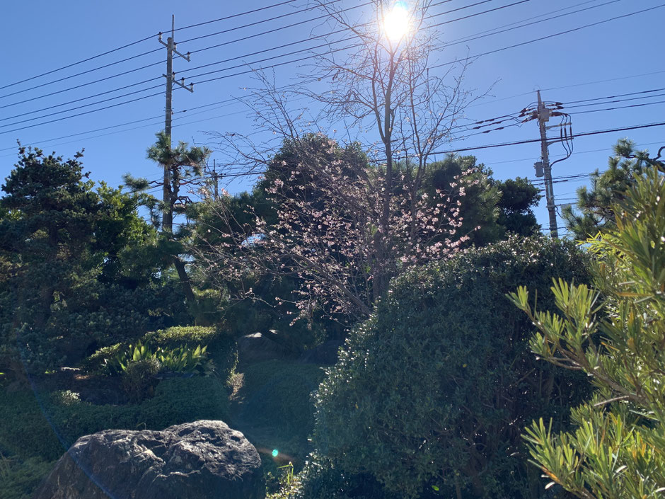 料亭きのえねの庭に咲く桜
