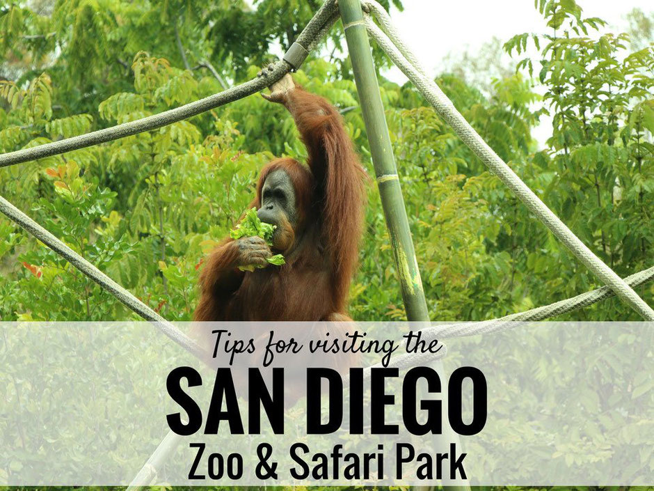 Our best tips for the San Diego Zoo & Safari park| Family Travel | Travel with baby, infant, toddler | Traveling with baby | Family Travel | San Diego with a baby | California Family Vacation | Balboa Park