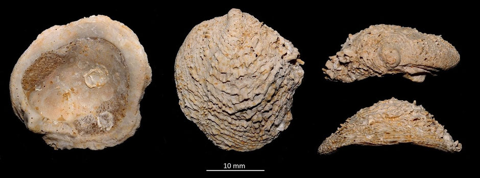 Chama aquitanica, Miocene dell'Aquitania
