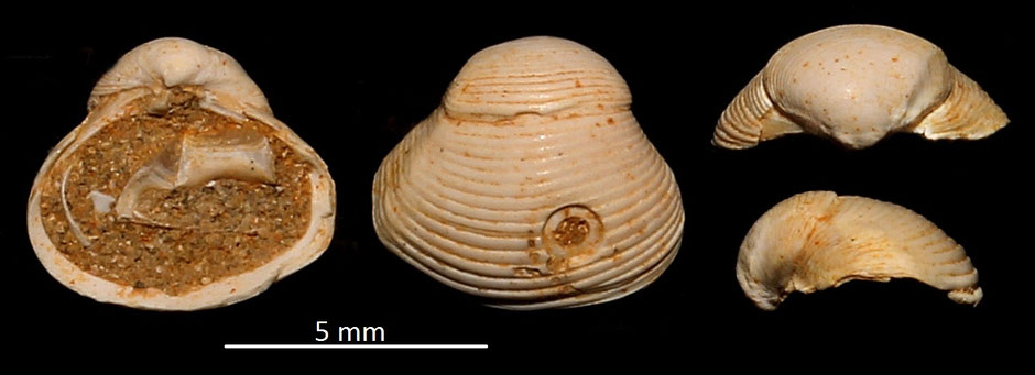 Corbula gibba, Miocene dell'Aqitania
