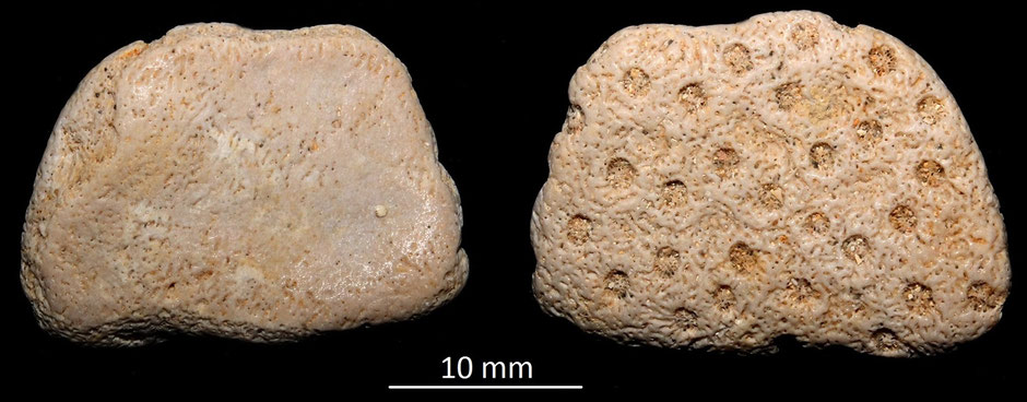Turbinaria sp. Miocene dell'Aquitania