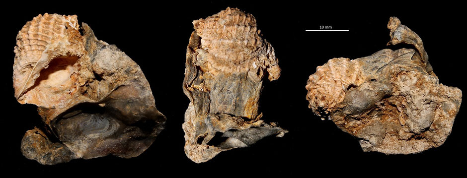 Bivetiella subcancellata, Miocene dell'Aquitania, in associazione con Ostrea