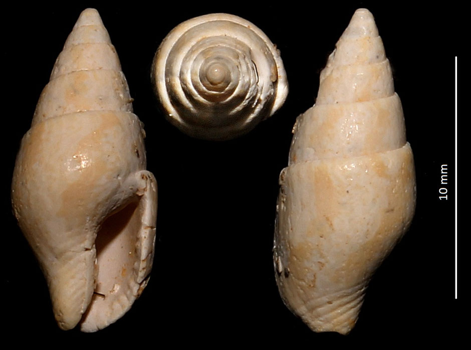 Columbella turonensis mut. aquitanica, Miocene del bacino dell'Aquitania