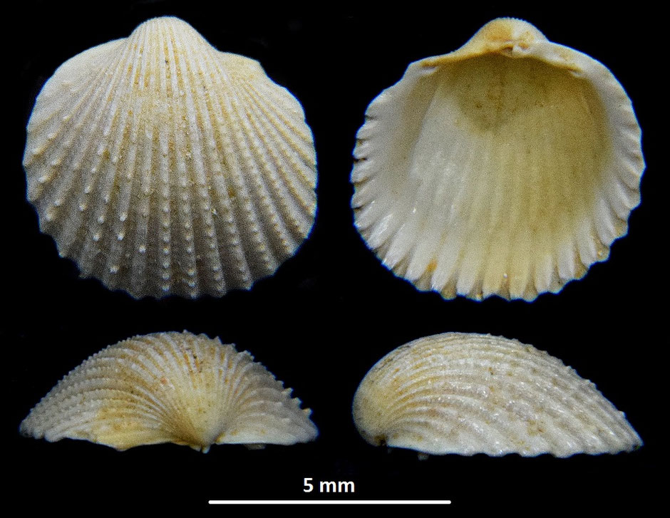 Cardium sallomacense, Miocene dell'Aquitania
