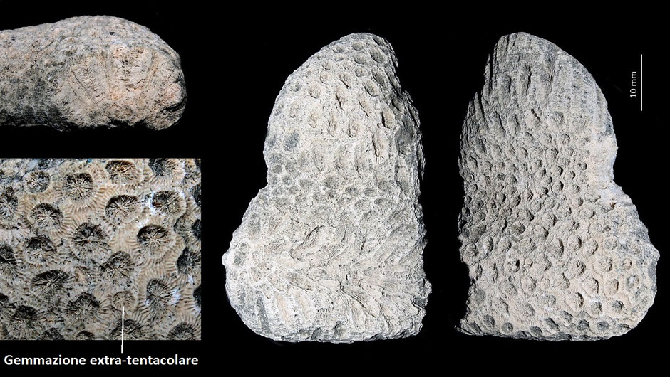 Solenastrea sp., Miocene dell'Aquitania
