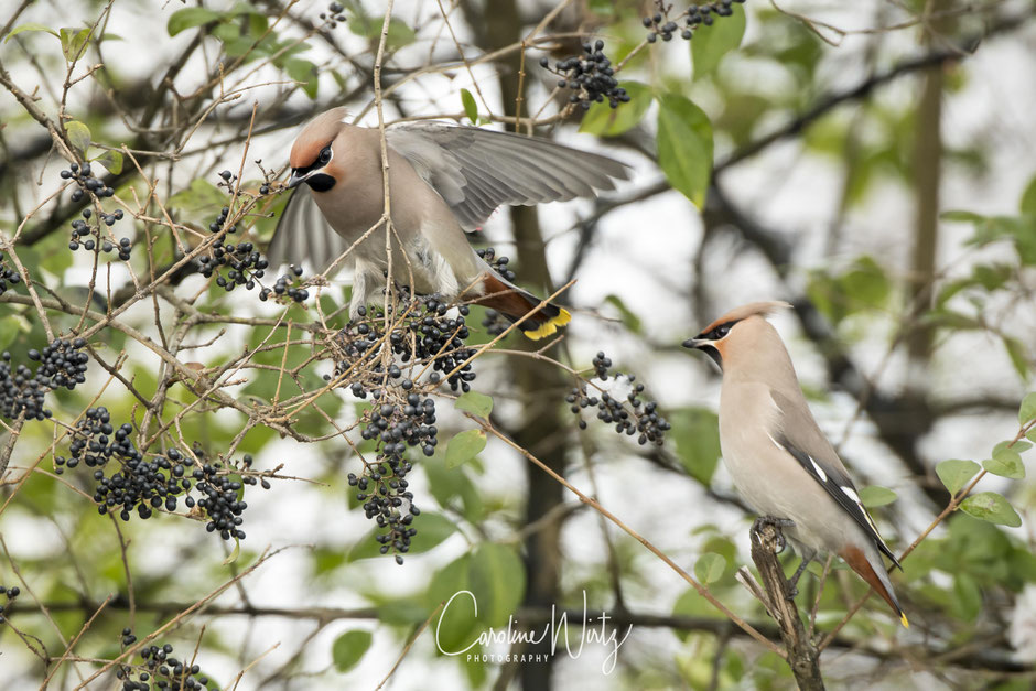 Pestvogels | Bohemian Waxwings