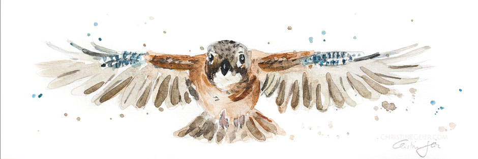 Eichelhäher, Eurasian jay, jay, Garrulus glandarius, Aquarell, Illustration, Vogel, fliegender Vogel, flying bird, wings, Kunst, Gemälde, Wanddeko, Original, Bild, Künstlerin 