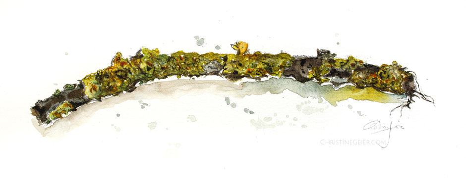 Pflanzen Aquarell, botanische Illustration, Flechten, Ast, Biologie, botanische Illustration, botanical art, watercolour, watercolor, lichen, Kunst, Original, Kunstewerk, realistisches Bild, Naturkunst