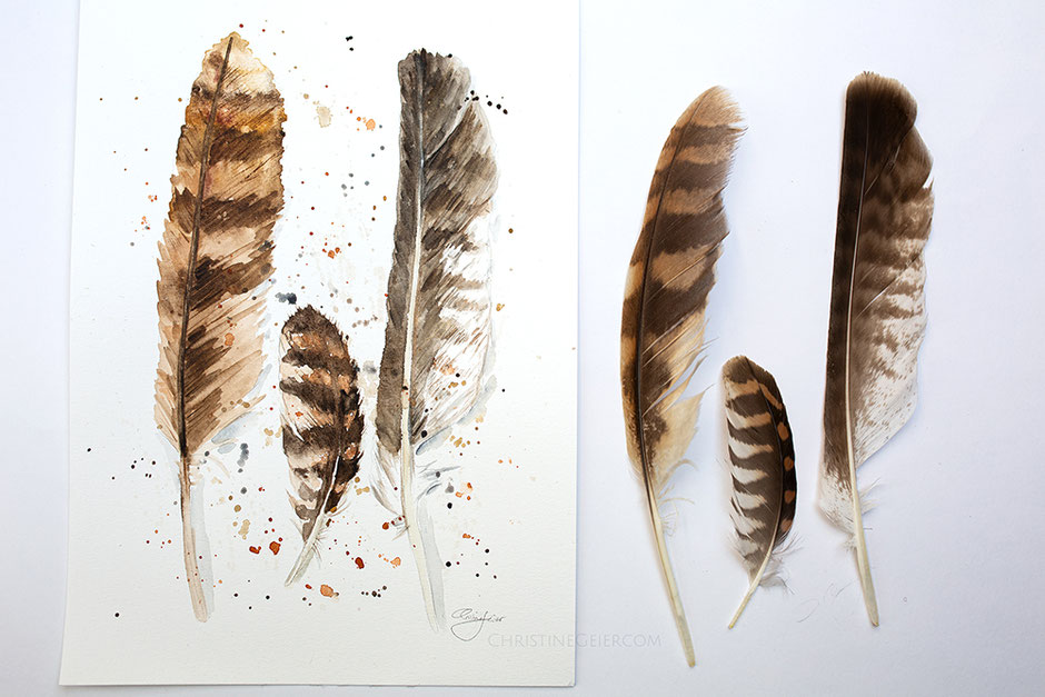 Federn, Feder, feather, Aquarell, watercolour, watercolor, realistic art, scientific art, painting, realistische Malerei, Kunst, Kunstwerk, Greifvogel, Biologin, art