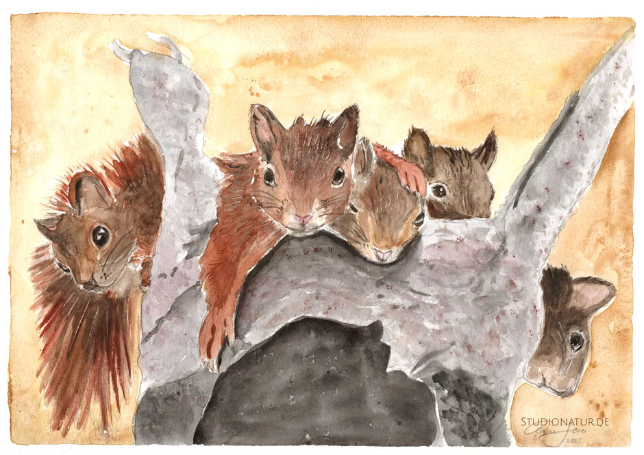  Eichhörnchen, Squirrel, Tierschutz, Wildtierfreunde, Tierheim, Tierrettung, Illustration, Aquarell, Kunstwerk, Original, Gemälde, Illustration, Pferdaquarell, contemporaryart, zeitgenössische Kunst, watercolour, watercolor, aquarela, aquarelle