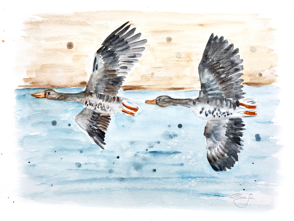Graugänse, Gans, goose, flying, bird art, Aquarell, watercolour, watercolor, illustration, flügel, animal painting, contemporary art, zeitgenössische kunst, Vögel, birds
