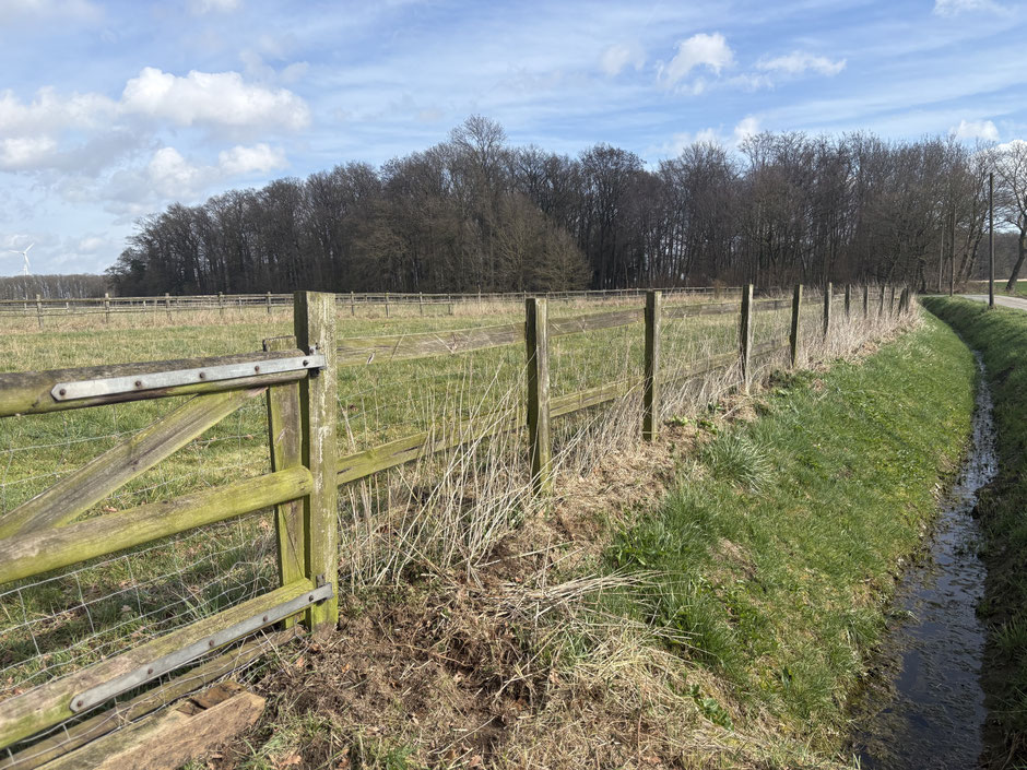 Hundefreilaufwiese, Freilaufwiese, Hunde, Münster, Münsterland, Everswinkel, Planet Animal