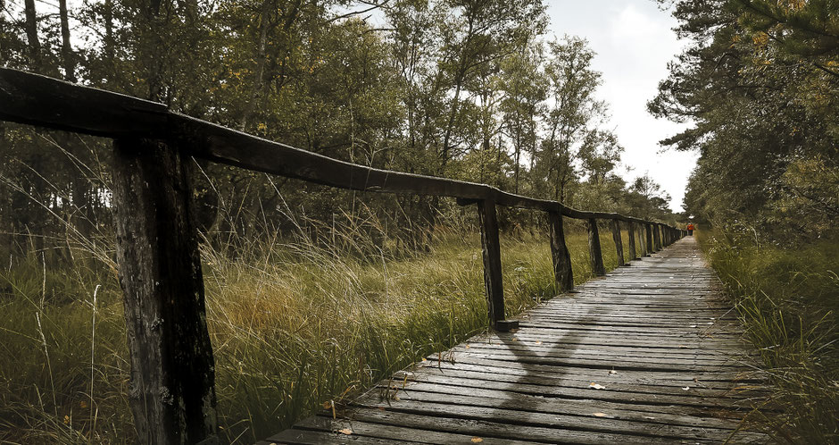 Gut begehbare Bohlenstege führen dich auf einem Rundweg ums Pietzmoor