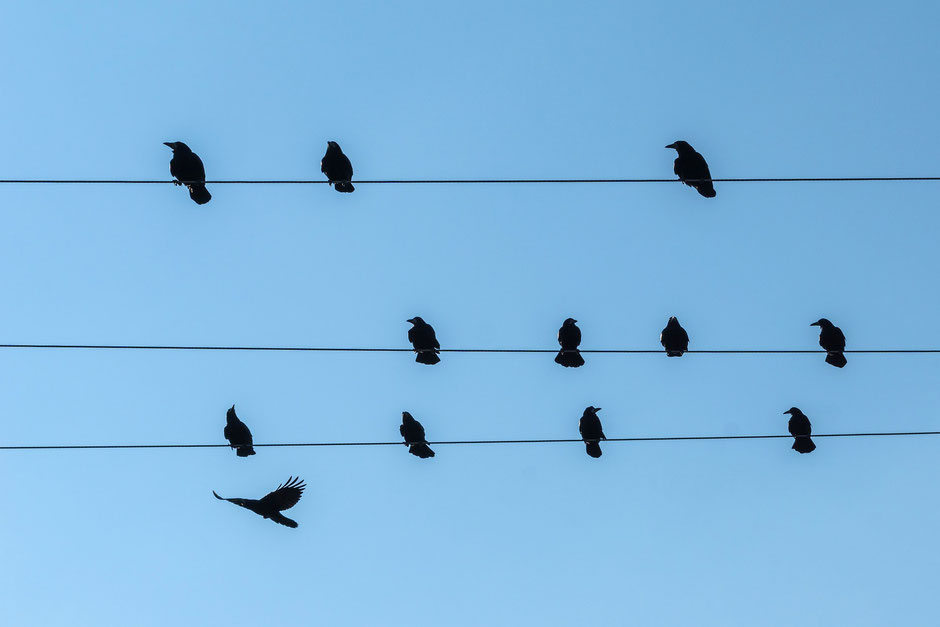 Vögel sitzen auf Stromleitung