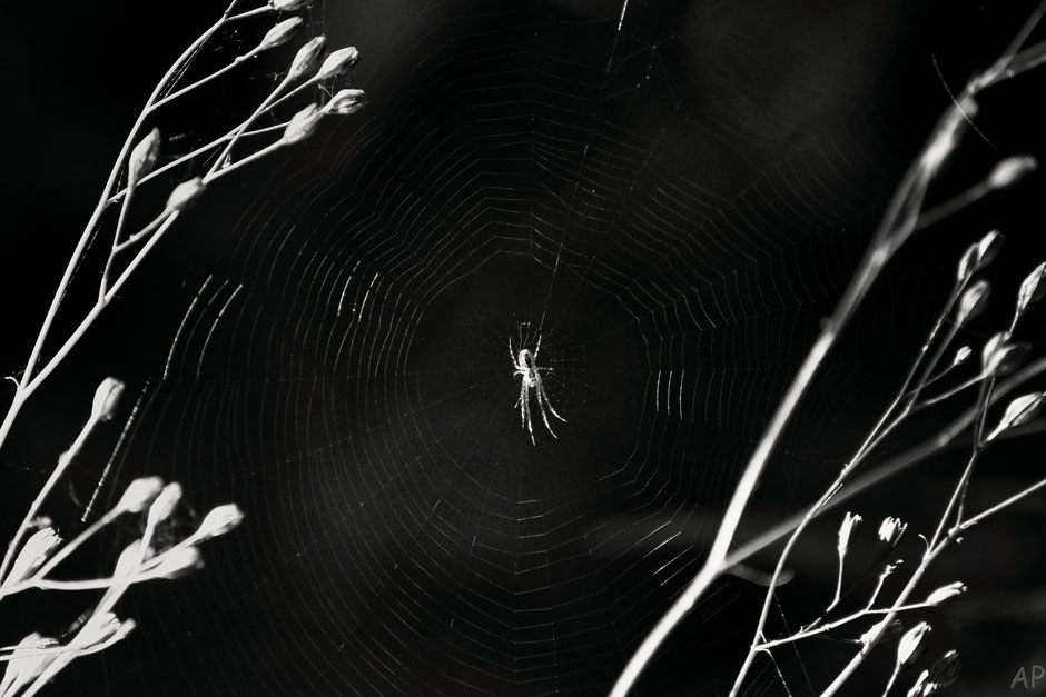 spider, web