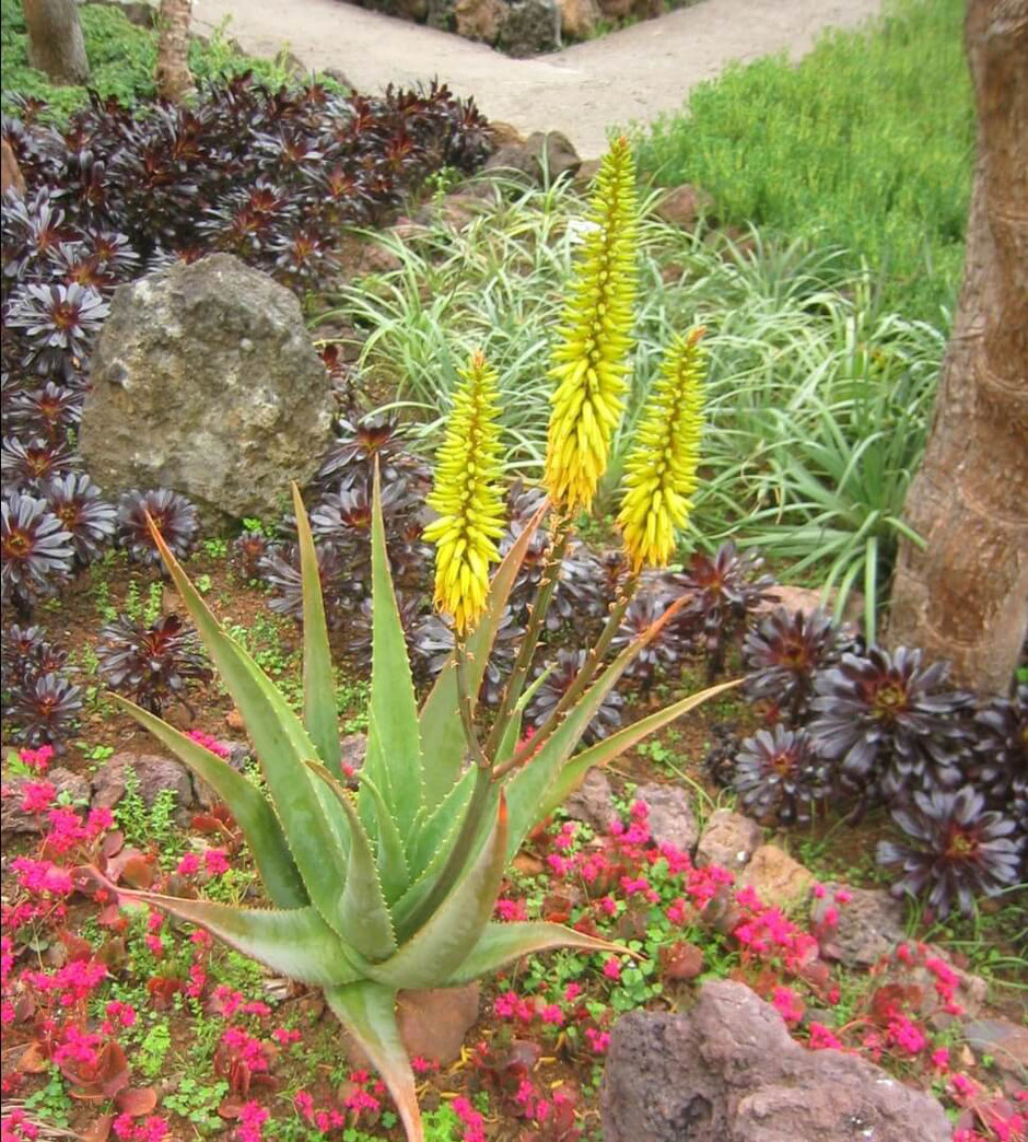 Nach einigen Jahren bildet Aloe vera attraktive gelbe Blütenrispen. Stellen Sie Aloe in den Sommermonaten an einen heißen, sonnigen Platz. 