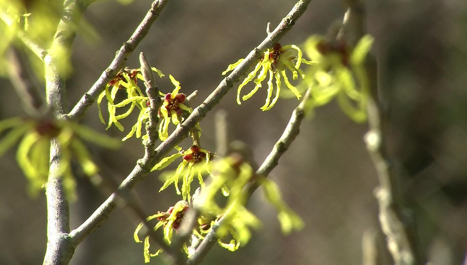 Eine der ersten Blüten im Vorfrühling entdeckt man bei der Zaubernuss (Hamamelis), die als Strauch oder kleiner Baum wächst.