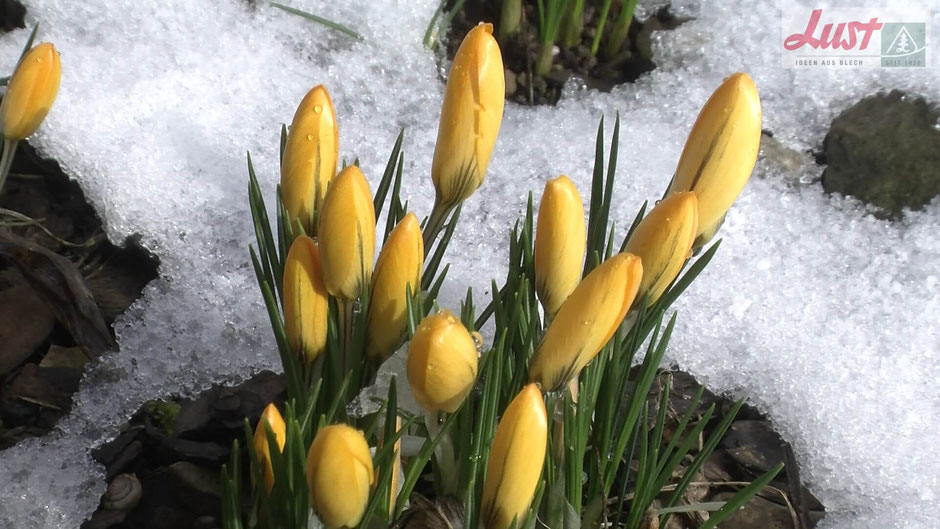 Schnee und bittere Kälte machen dem Krokus nichts aus. Sobald der Schnee schmilzt, öffnen sich die gelben Blüten.