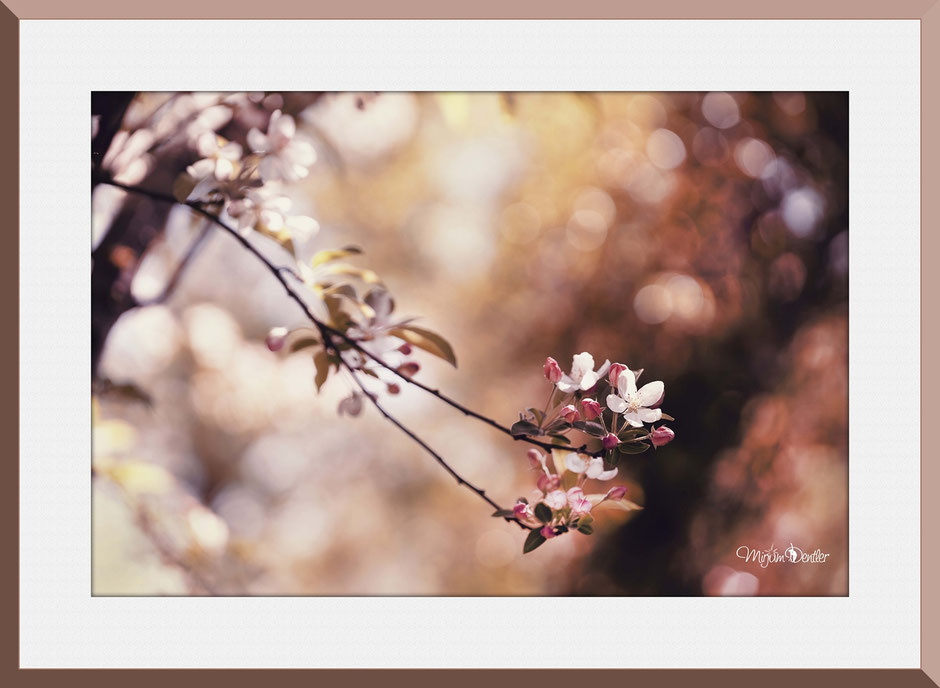 Christliche Karten, Mirjam Dentler, Fotografie, Apfelblüten