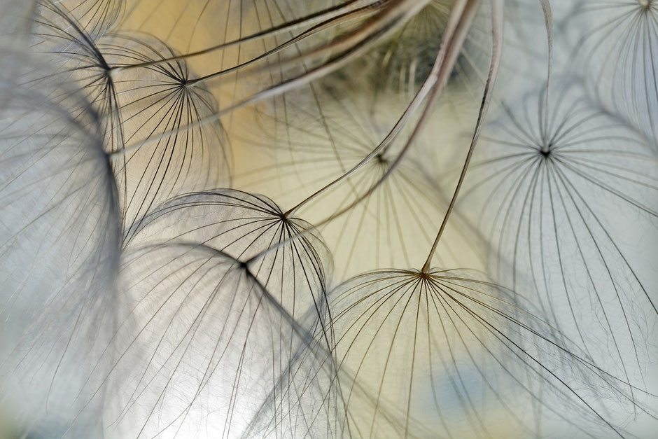 Wiesenbocksbart