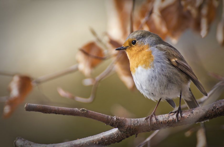 Rotkehlchen, vogel