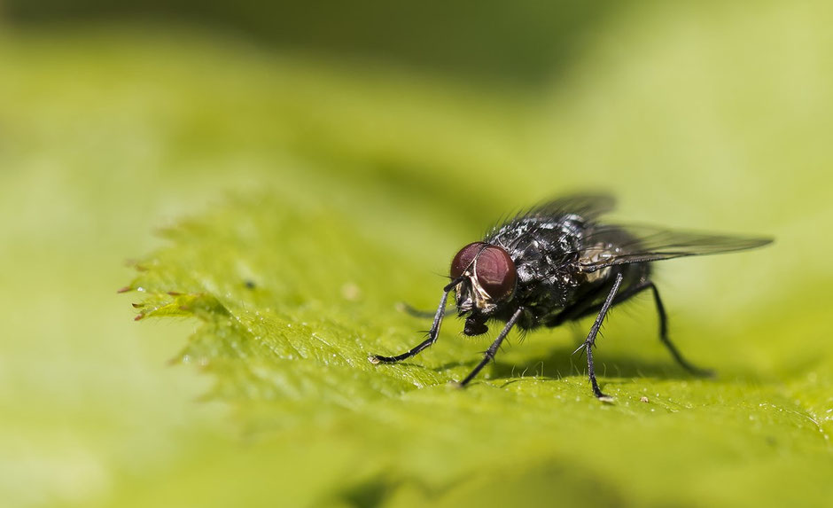 Fliege, macro