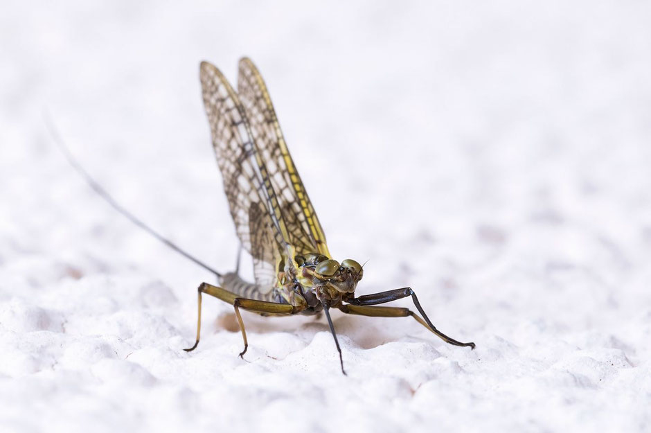 Eintagesfliege