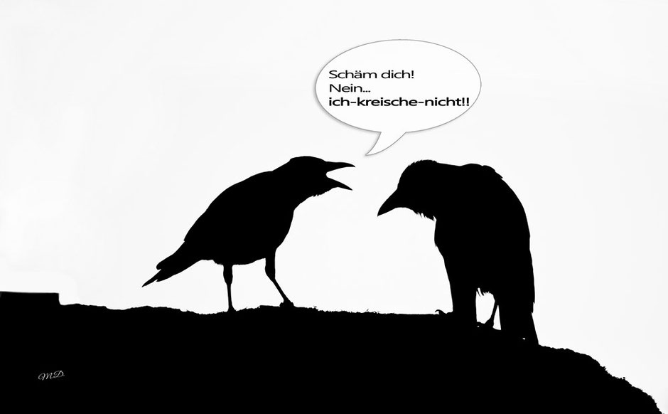 Raben, Vögel, Humor