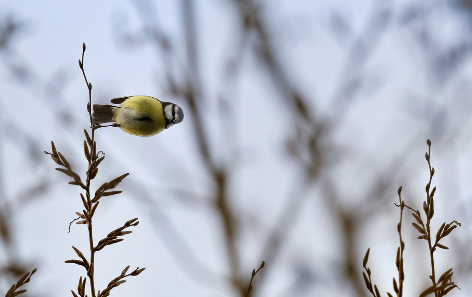 Meise, Vogel,