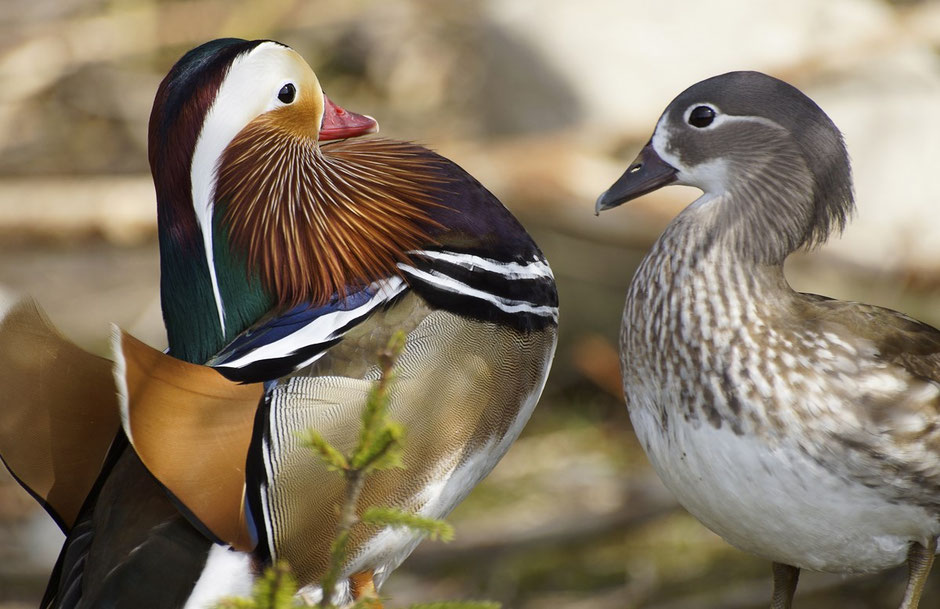 Enten