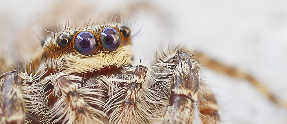 Springspinne