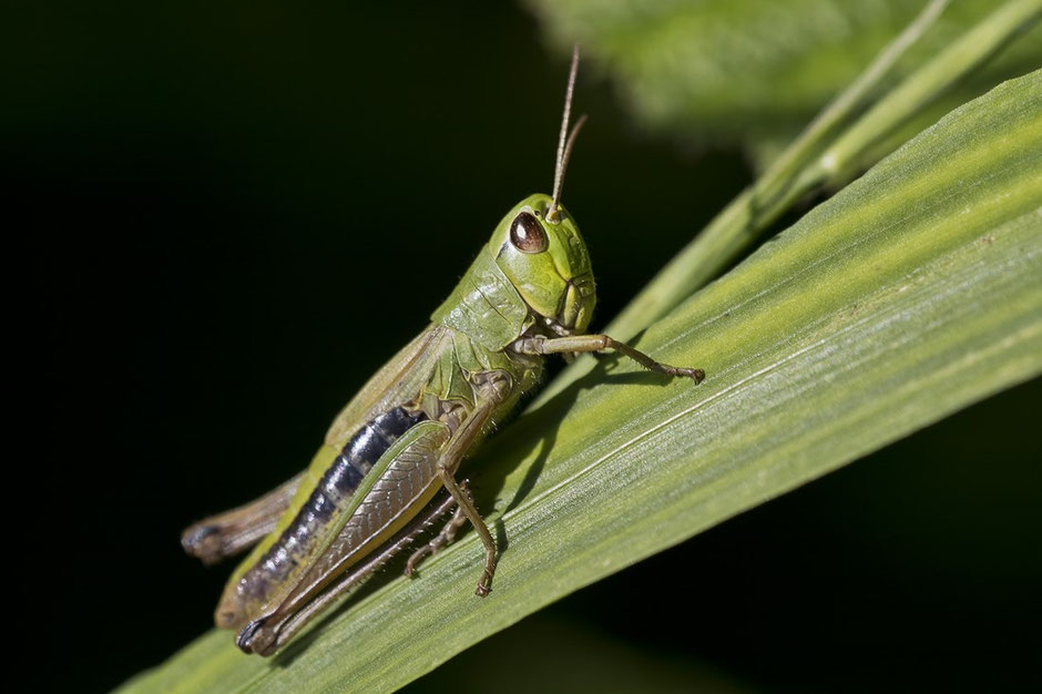 Grashüpfer