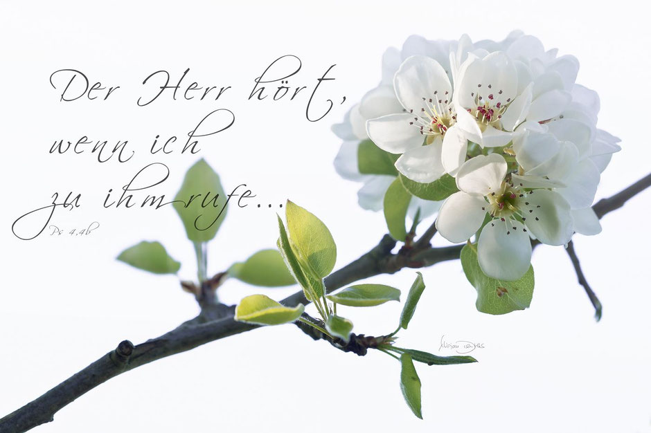 Gartenbirne mit Bibelvers, Psalm 4, Christliche Karten