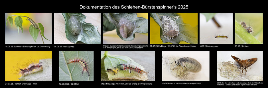 Schlehen Bürstenspinner, Raupe, Verpuppung Dokumentation, Mirjam Dentler, Christliche Karten