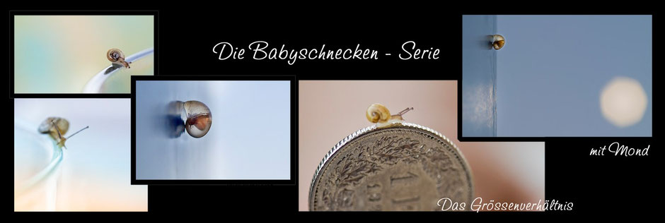 Babyschnecken, natur, tiere, Schnecke, Mirjam Dentler