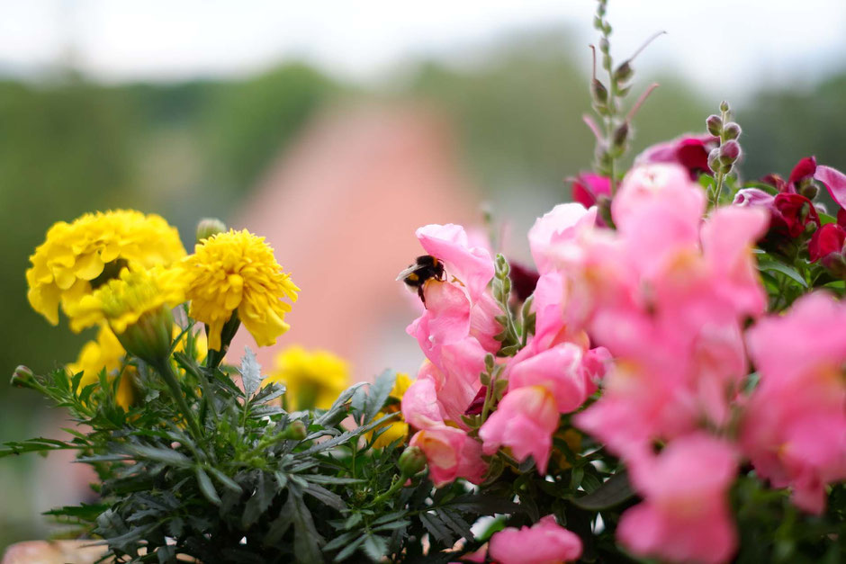 Österliche Blumengrüße