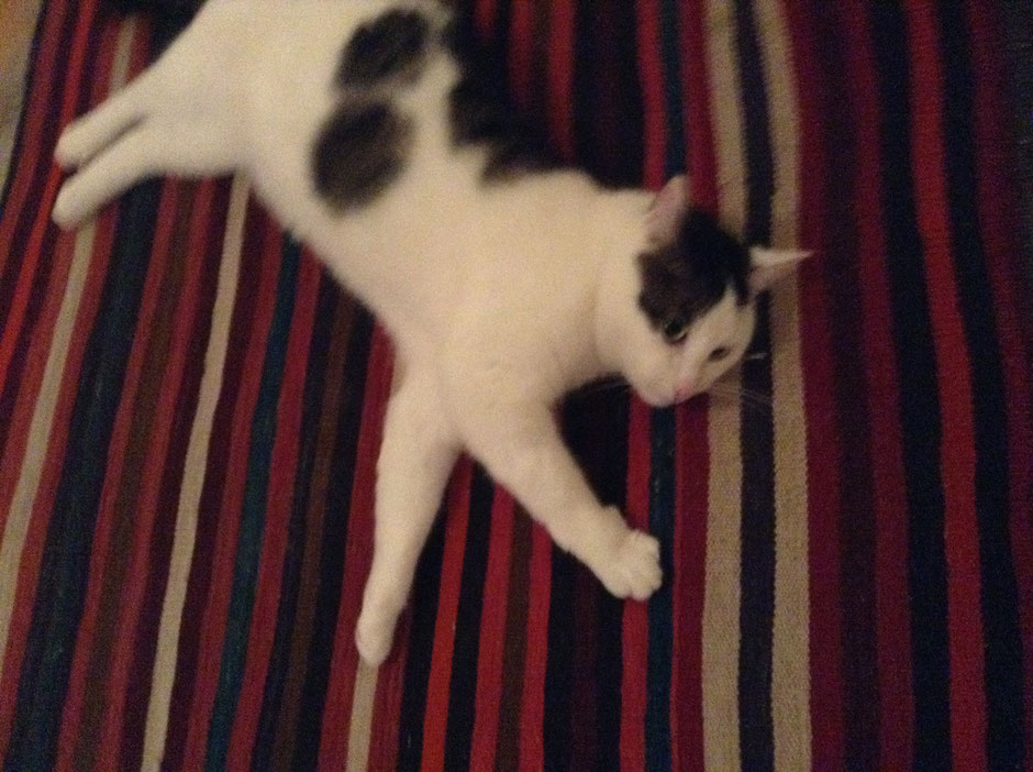 Kater Paul