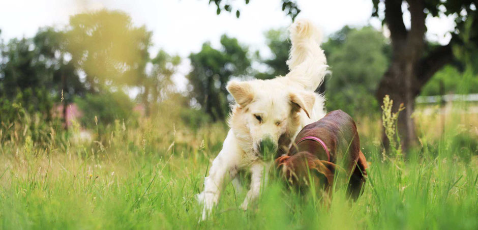 Hundesitting macht Spaß in Potsdam