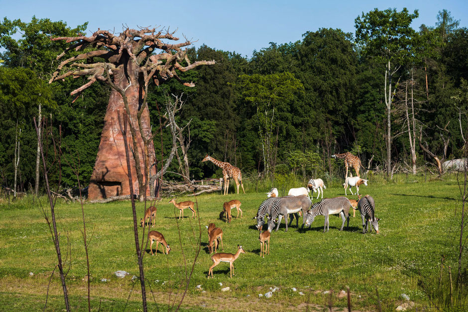 ©Zoo Zürich, Goran Basic