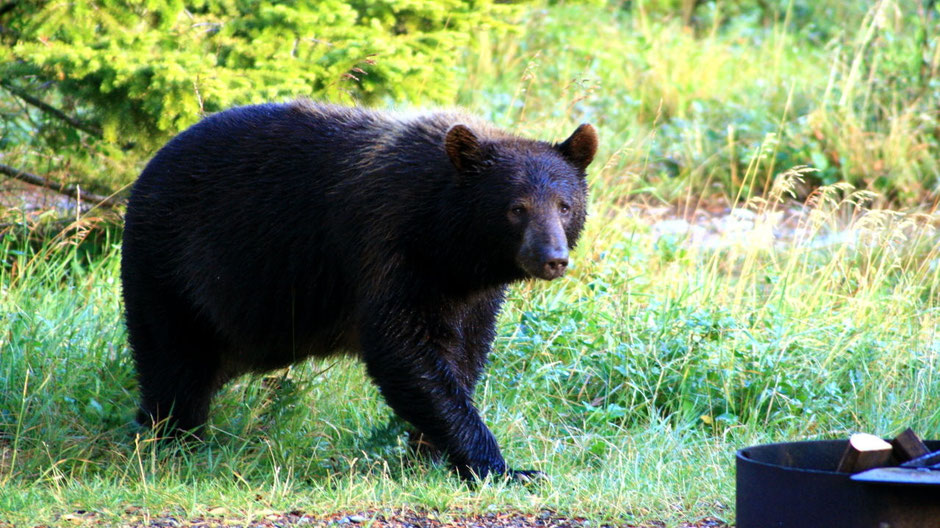 #Black Bear on a Campground